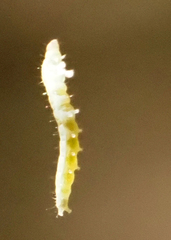 Oryzaephilus surinamensis