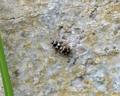 Propylea quatuordecimpunctata