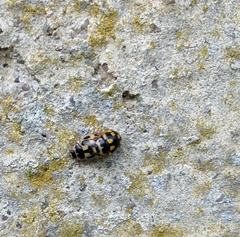 Propylea quatuordecimpunctata