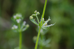 Galium tricornutum
