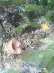 Pyuridae
