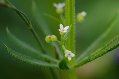 Galium tricornutum