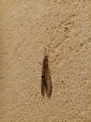 Megistopus flavicornis