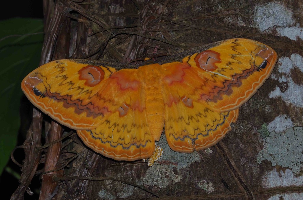 Loepa anthera