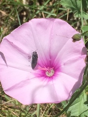 Acmaeodera cylindrica
