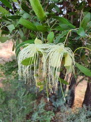Capparis mitchellii