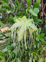Capparis mitchellii