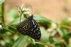 Ideopsis vulgaris macrina