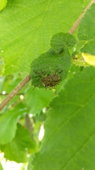 Pentatomini