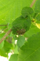 Pentatomini