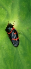 Okiscarta uchidae