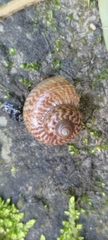 Cyclophorus moellendorffi