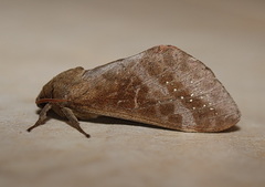Oxycanus beltista