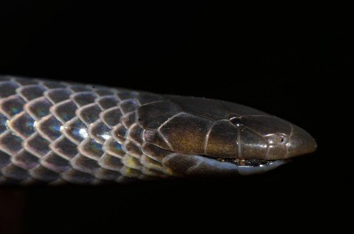 Eastern Purple-glossed Snake