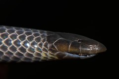 Amblyodipsas microphthalma