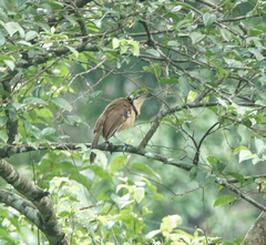 Pterorhinus pectoralis