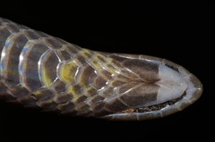 Amblyodipsas microphthalma