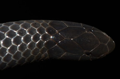 Eastern Purple-glossed Snake