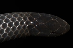 Amblyodipsas microphthalma