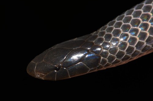 Eastern Purple-glossed Snake