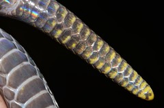 Amblyodipsas microphthalma