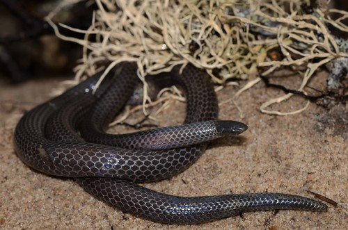 Eastern Purple-glossed Snake