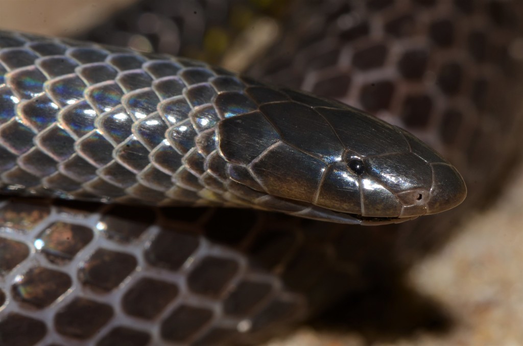 Eastern Purple-glossed Snake from Moma, MZ-NM, MZ on May 16, 2022 at 01 ...