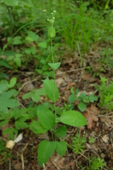 Bupleurum longifolium