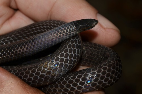 Eastern Purple-glossed Snake