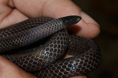 Amblyodipsas microphthalma