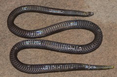 Amblyodipsas microphthalma