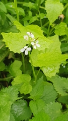 Alliaria petiolata
