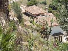 Carthamus arborescens