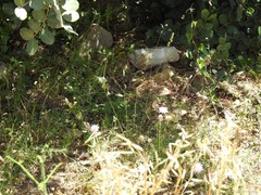 Sixalix atropurpurea