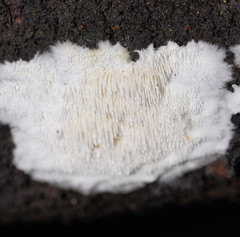 Dentipellicula leptodon