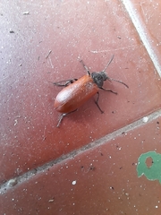 Omophlus lepturoides