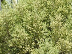Olea europaea