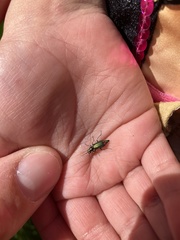 Cordylepherus viridis