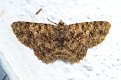 Racotis boarmiaria