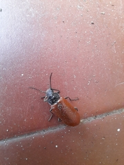 Omophlus lepturoides