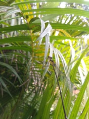 Caconeura ramburi