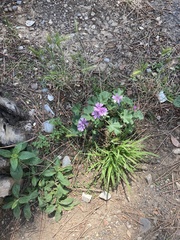 Malva sylvestris