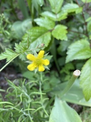 Geum urbanum