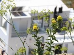 Carthamus arborescens