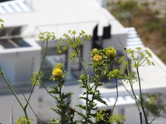 Carthamus arborescens