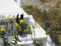 Carthamus arborescens