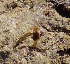 Dictyopteris polypodioides