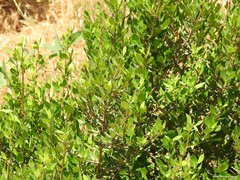 Rhamnus alaternus