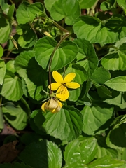 Viola biflora