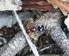 Liomutilla canariensis